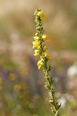 BUITEN BEELD Foto: 174356