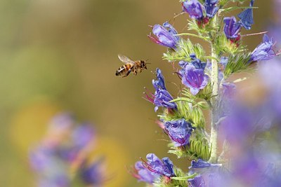 BUITEN BEELD Foto: 174365