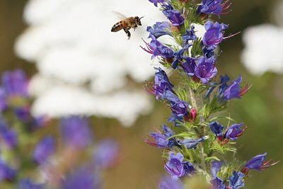 BUITEN BEELD Foto: 174367