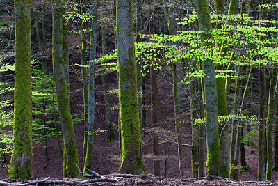 BUITEN BEELD Foto: 174379