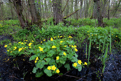 BUITEN BEELD Foto: 174385