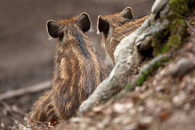 BUITEN BEELD Foto: 174396