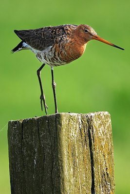 BUITEN BEELD Foto: 174404