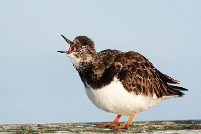 BUITEN BEELD Foto: 174442