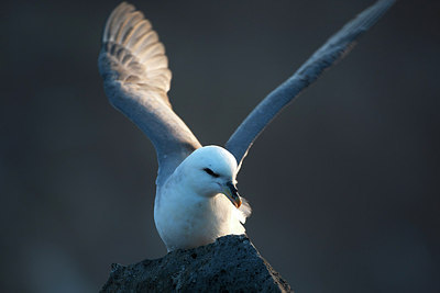 BUITEN BEELD Foto: 174444