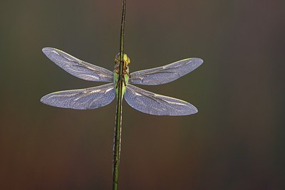 BUITEN BEELD Foto: 174448