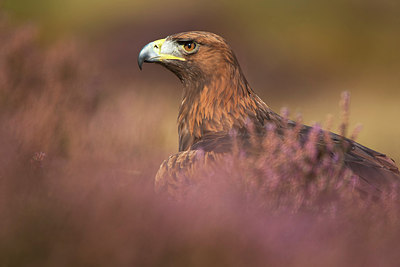 BUITEN BEELD Foto: 174471