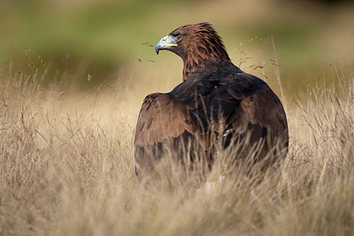 BUITEN BEELD Foto: 174484