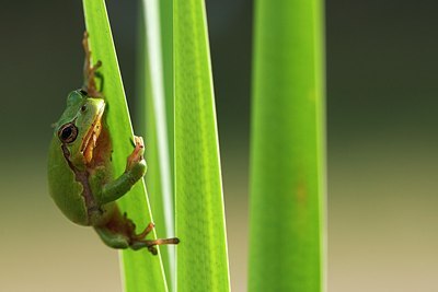 BUITEN BEELD Foto: 174513