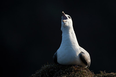 BUITEN BEELD Foto: 174517