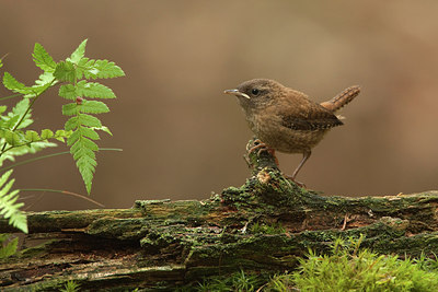 BUITEN BEELD Foto: 174545