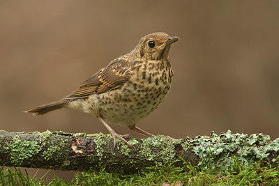 BUITEN BEELD Foto: 174551