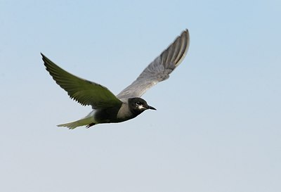 BUITEN BEELD Foto: 174568