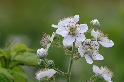 BUITEN BEELD Foto: 174570