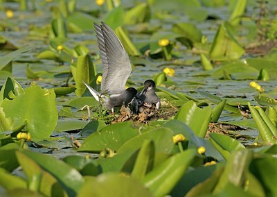 BUITEN BEELD Foto: 174582