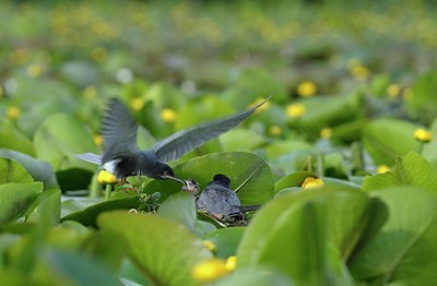 BUITEN BEELD Foto: 174583
