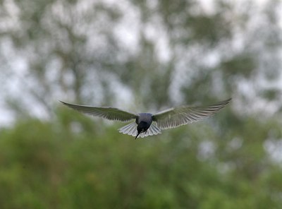 BUITEN BEELD Foto: 174584