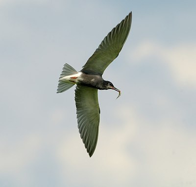 BUITEN BEELD Foto: 174586