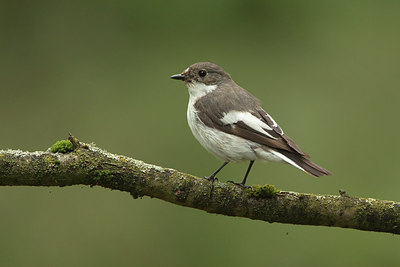 BUITEN BEELD Foto: 174595
