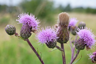 BUITEN BEELD Foto: 174604