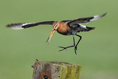 BUITEN BEELD Foto: 174657