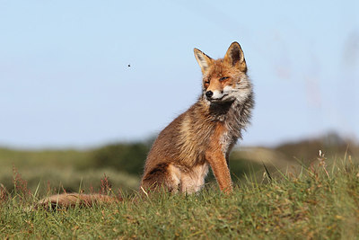 BUITEN BEELD Foto: 174663