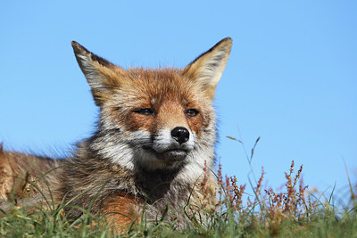 BUITEN BEELD Foto: 174664