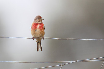 BUITEN BEELD Foto: 174666