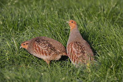 BUITEN BEELD Foto: 174667