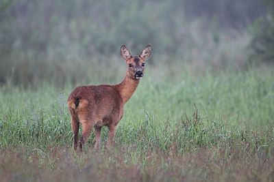 BUITEN BEELD Foto: 174669