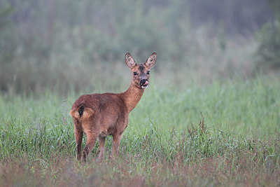 BUITEN BEELD Foto: 174670