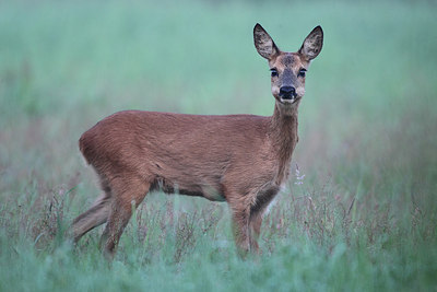 BUITEN BEELD Foto: 174671