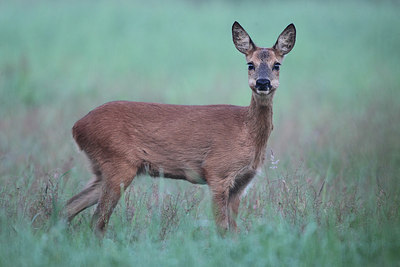 BUITEN BEELD Foto: 174671