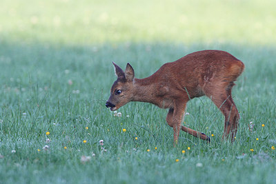 BUITEN BEELD Foto: 174674