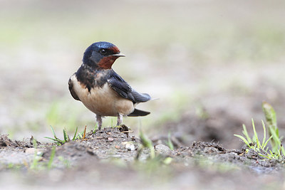 BUITEN BEELD Foto: 174676