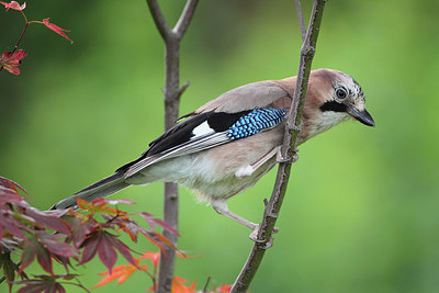 BUITEN BEELD Foto: 174678