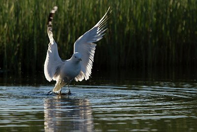 BUITEN BEELD Foto: 174758