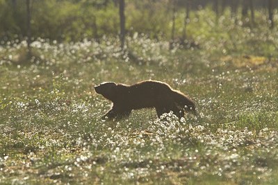 BUITEN BEELD Foto: 174763