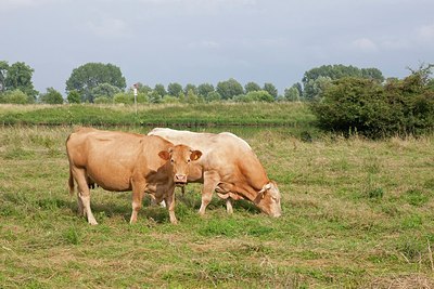 BUITEN BEELD Foto: 174769