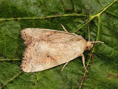 BUITEN BEELD Foto: 174788