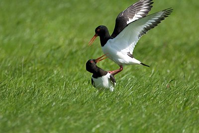BUITEN BEELD Foto: 174790