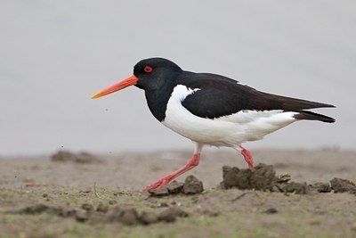 BUITEN BEELD Foto: 174794