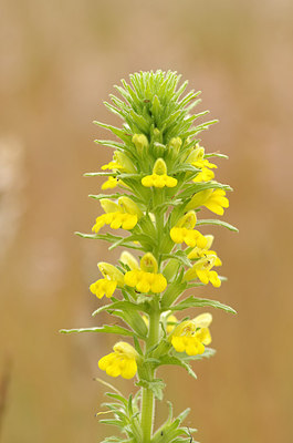 BUITEN BEELD Foto: 174836