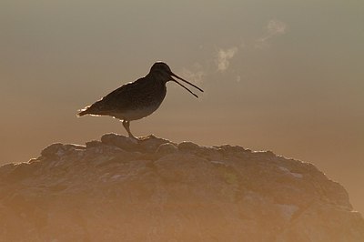 BUITEN BEELD Foto: 174845