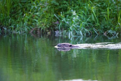 BUITEN BEELD Foto: 174857