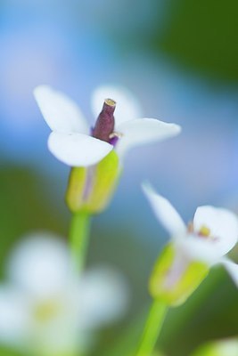 BUITEN BEELD Foto: 174871