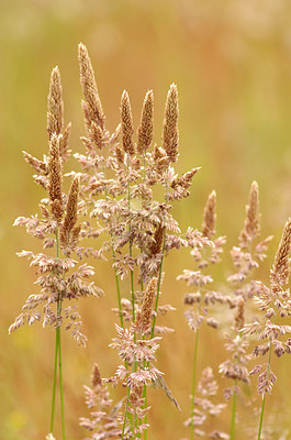 BUITEN BEELD Foto: 174953