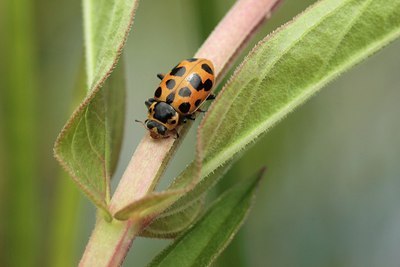 BUITEN BEELD Foto: 174987