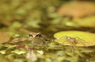 BUITEN BEELD Foto: 174990