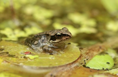 BUITEN BEELD Foto: 174991